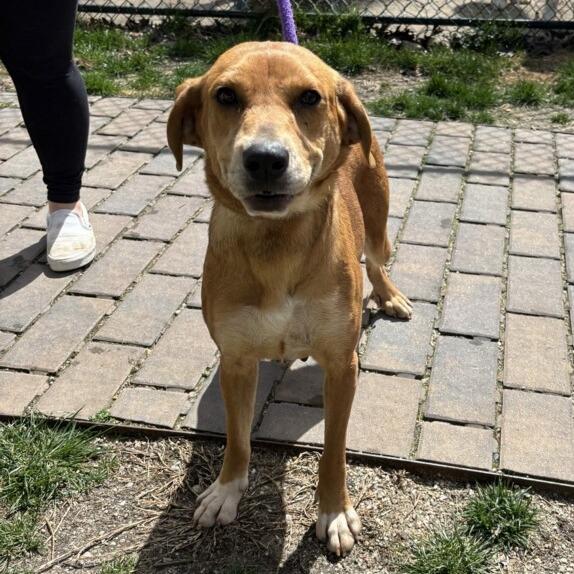 Enlarge Hazel, a Adoptable mixed breed in Calverton, NY image 1/4