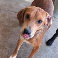 Enlarge Hazel, a Adoptable mixed breed in Calverton, NY image 2/4