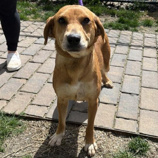 Enlarge Hazel, a Adoptable mixed breed in Calverton, NY image 4/4