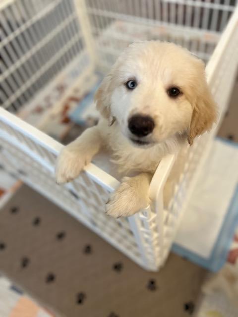 Mango , adopted, Puppy Female Yellow Labrador Retriever & Border Collie.