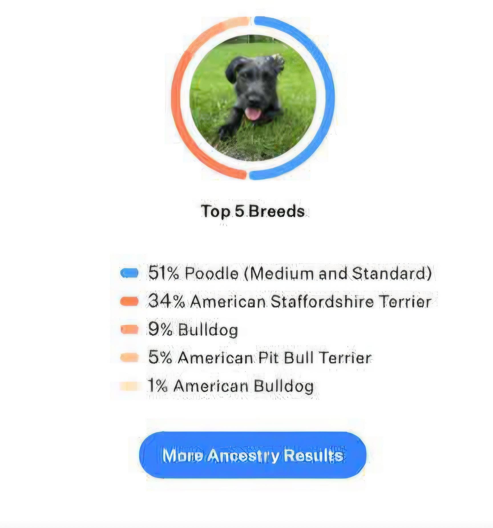 Enlarge COLESLAW, a Adoptable mixed breed in Vandergrift, PA image 4/4