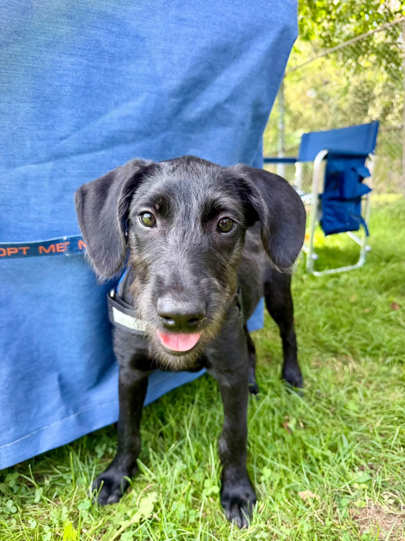 COLESLAW, Adoptable, Puppy Female Standard Poodle & American Staffordshire Terrier.
