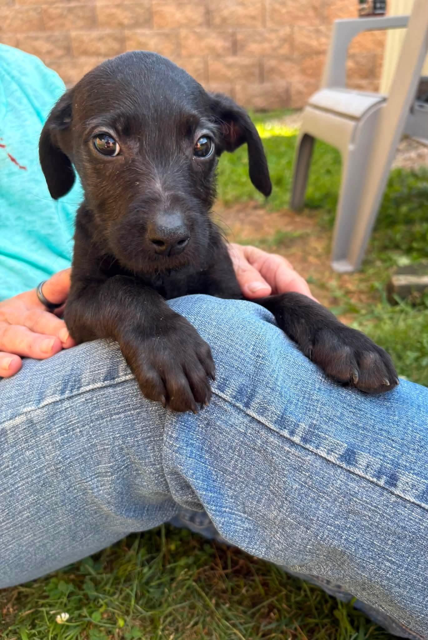 COLESLAW, ADOPTABLE, Puppy Female Pit Bull Terrier.