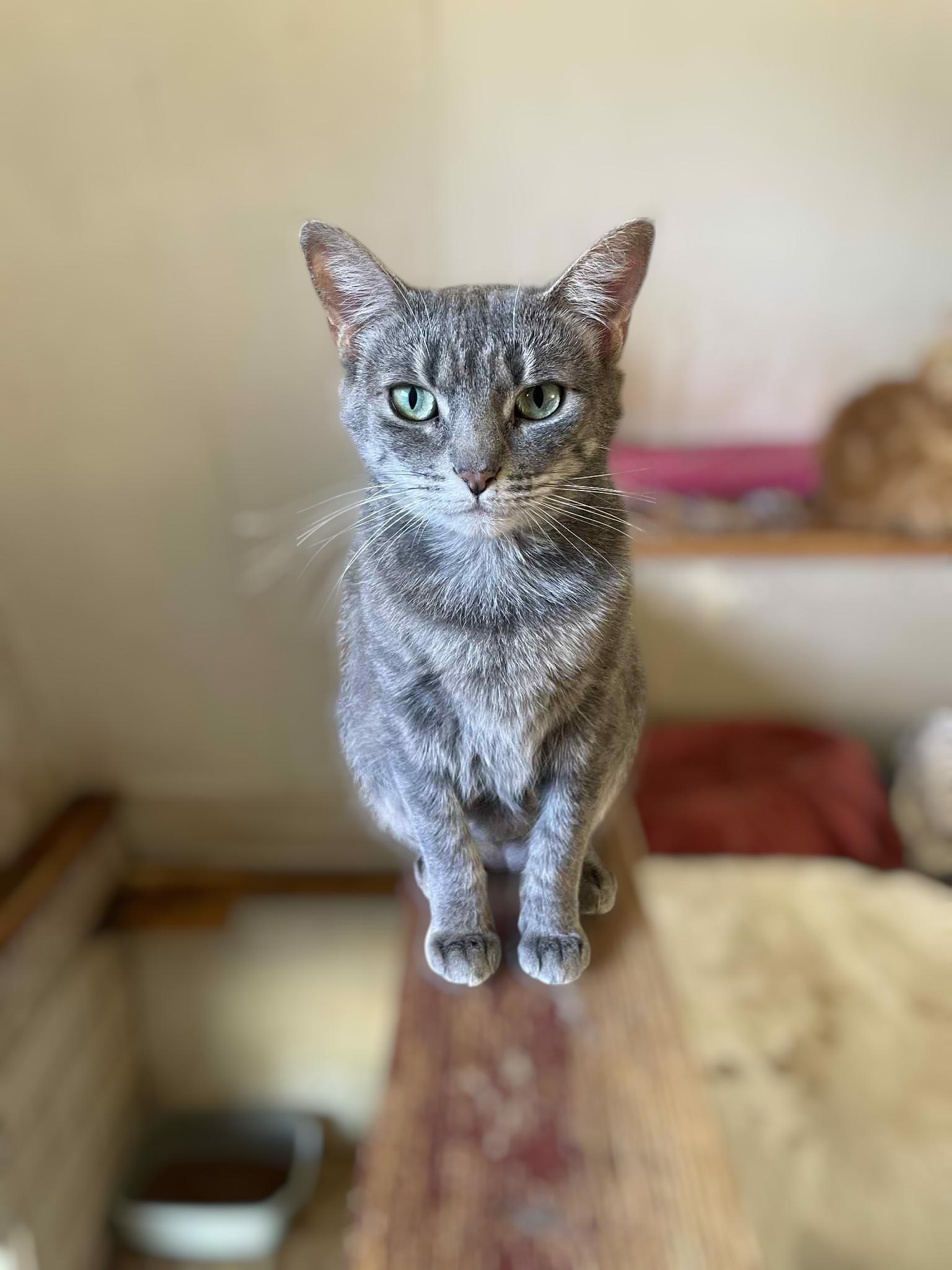 Emory, Young Female Tabby