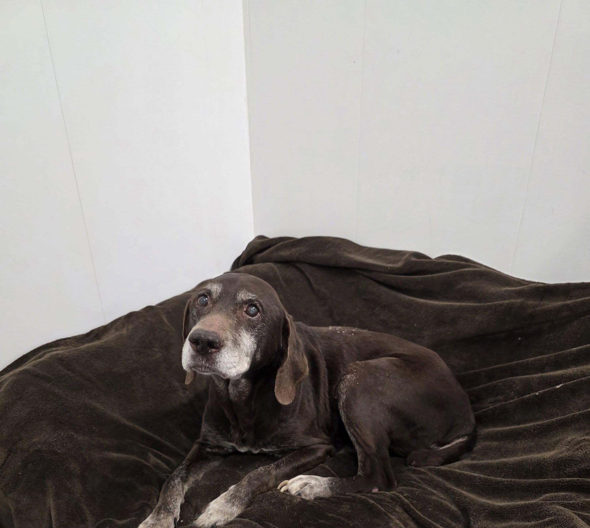 Enlarge Daisy, an adopted German Shorthaired Pointer in Shelby, MI image 2/2