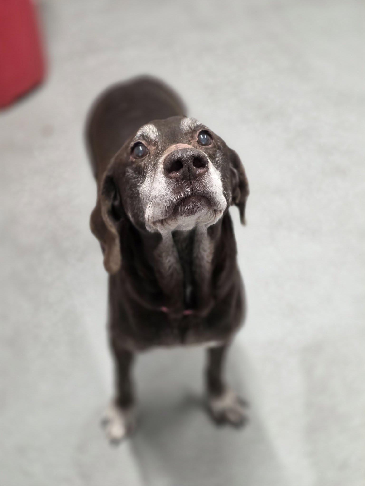 Enlarge Daisy, an adopted German Shorthaired Pointer in Shelby, MI image 1/2