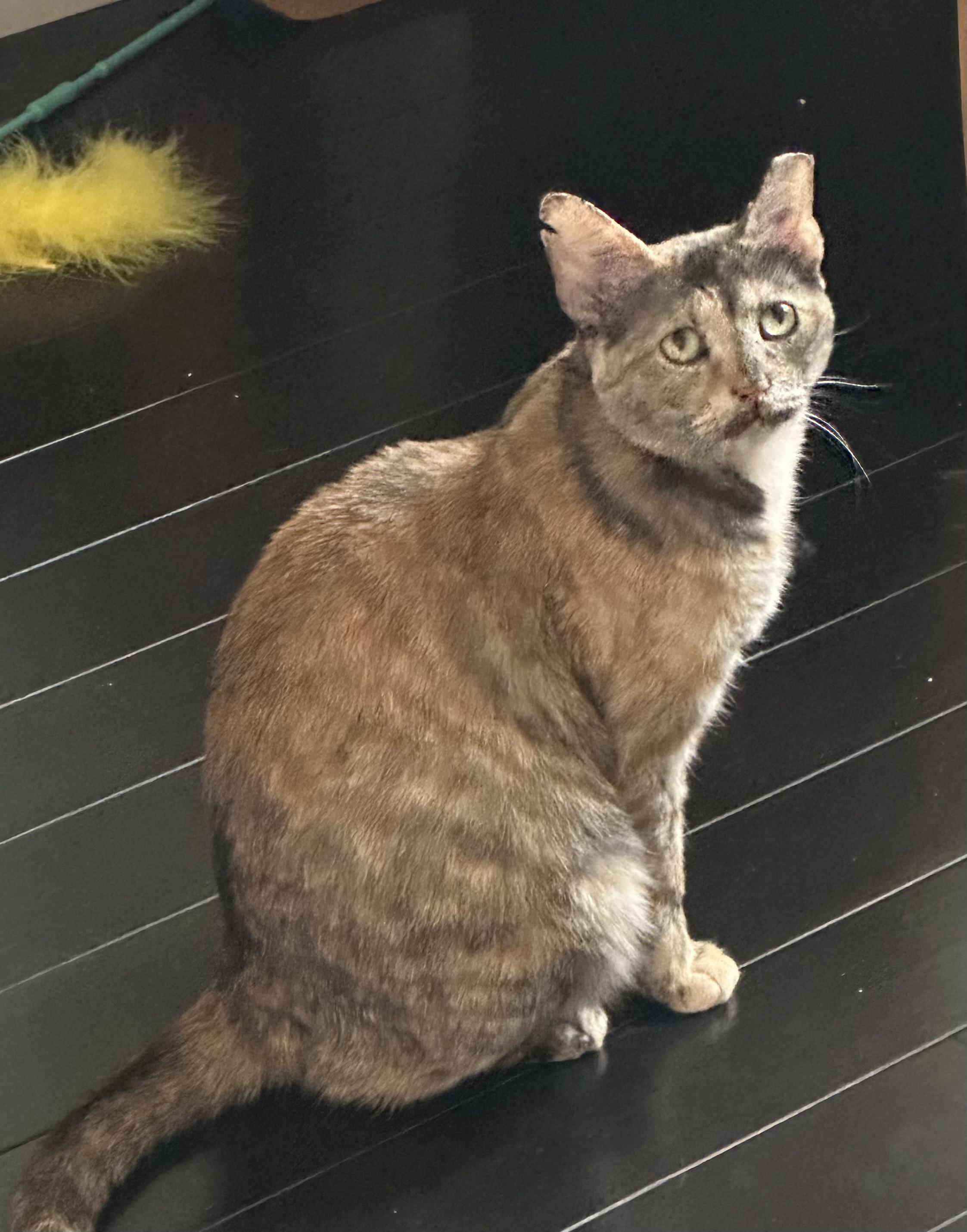 Enlarge Rose, a Adoptable Domestic Short Hair in Washington, DC image 1/3