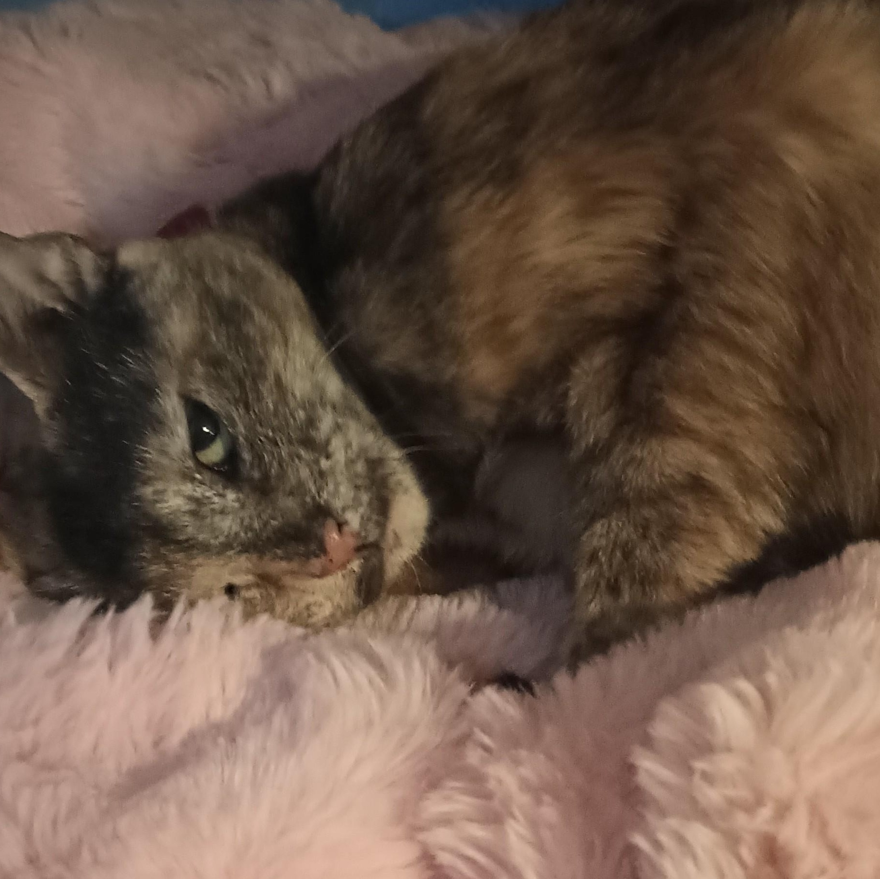 Rose, Adoptable, Adult Female Domestic Short Hair.