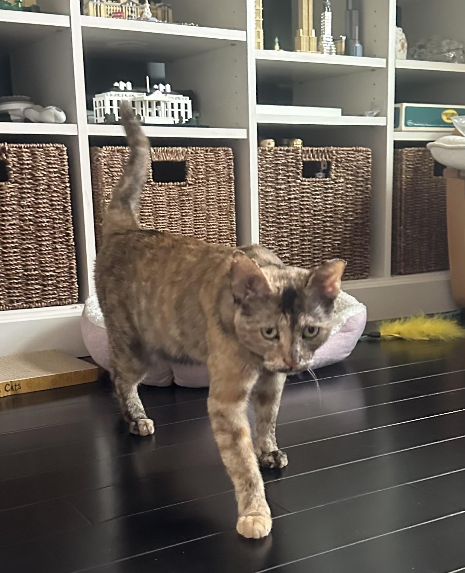 Enlarge Rose, a Adoptable Domestic Short Hair in Washington, DC image 2/3