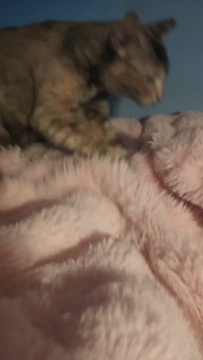 Enlarge Rose, a Adoptable Domestic Short Hair in Washington, DC video 2/2