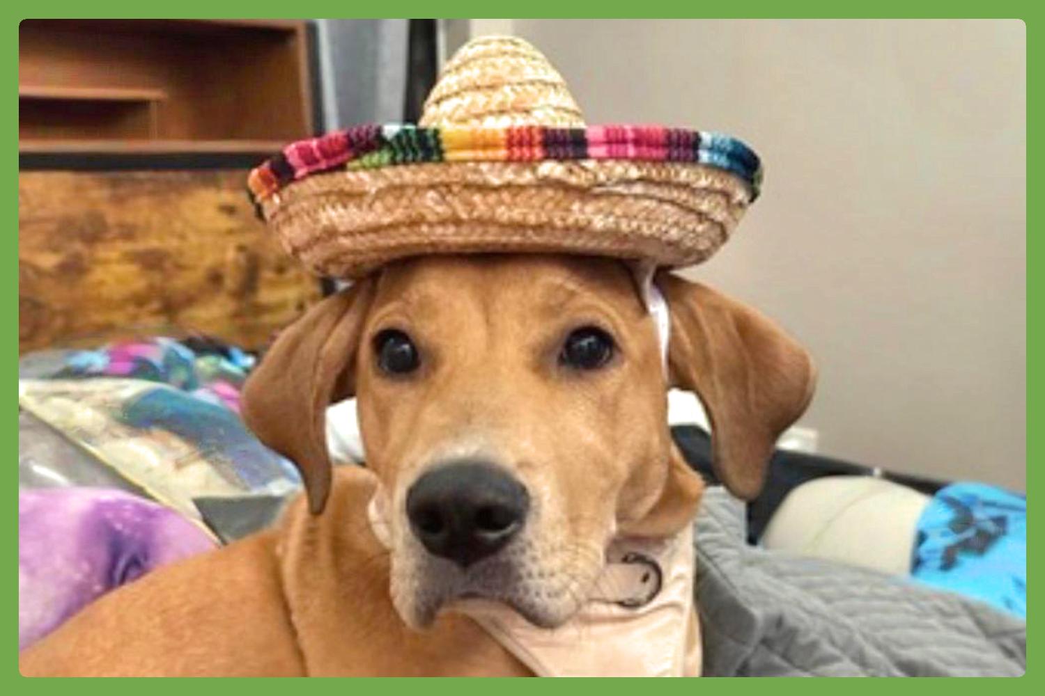 Sunny, a Adoptable mixed breed in Charlotte, NC image 1/6