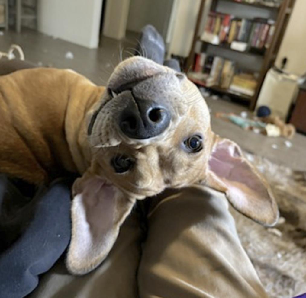 Sunny, a Adoptable mixed breed in Charlotte, NC image 5/6