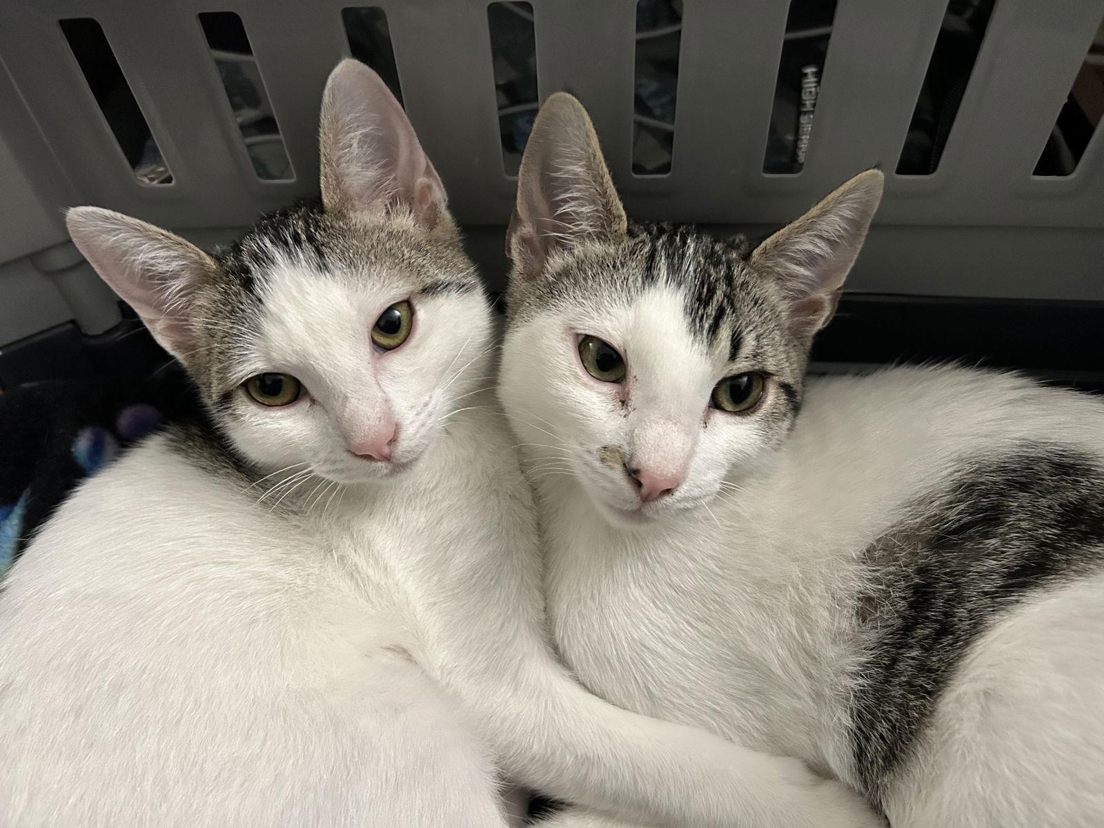 Enlarge Spot, a Adoptable Domestic Short Hair in Davis, CA image 2/3