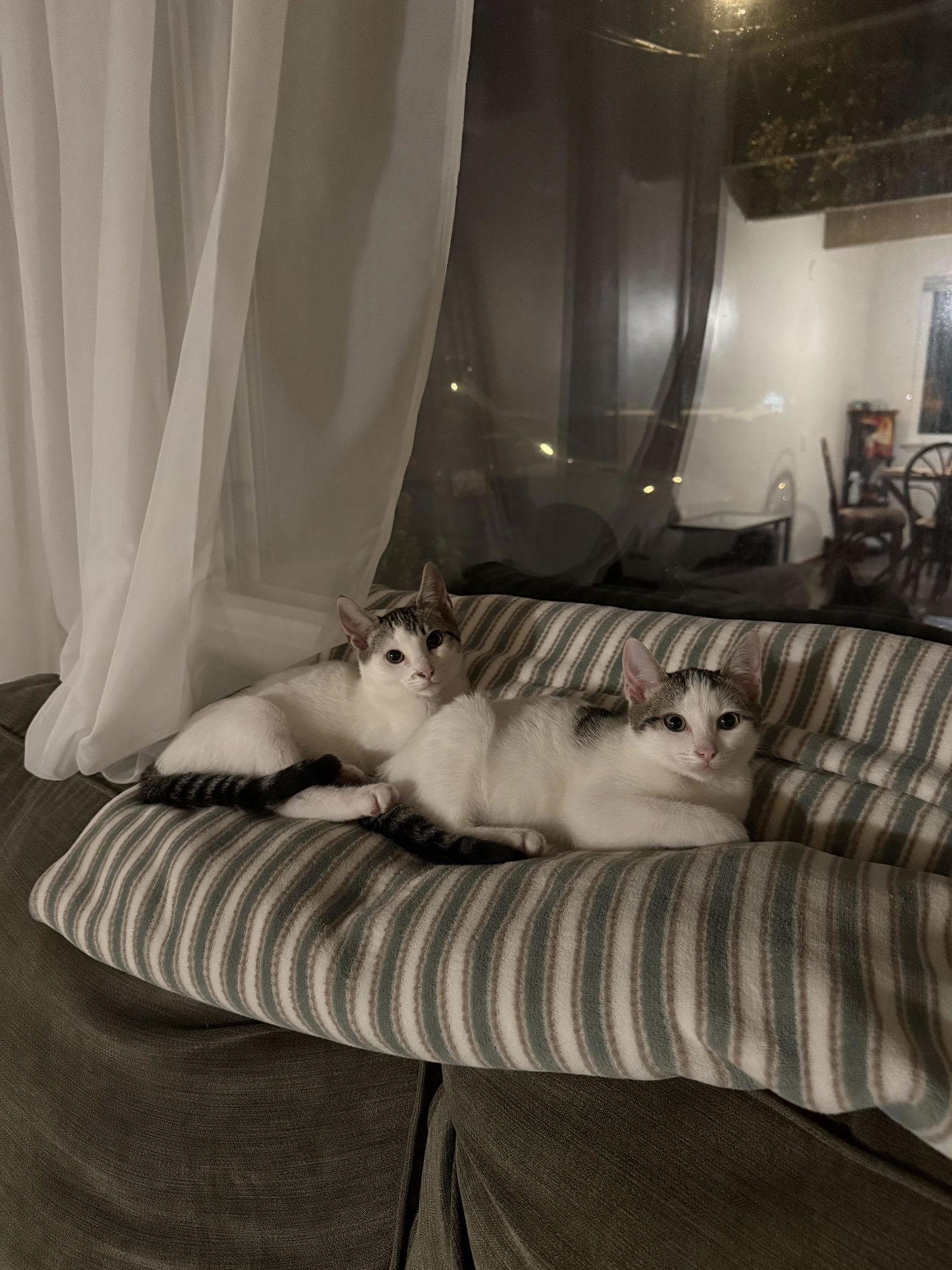 Enlarge Spot, a Adoptable Domestic Short Hair in Davis, CA image 3/3