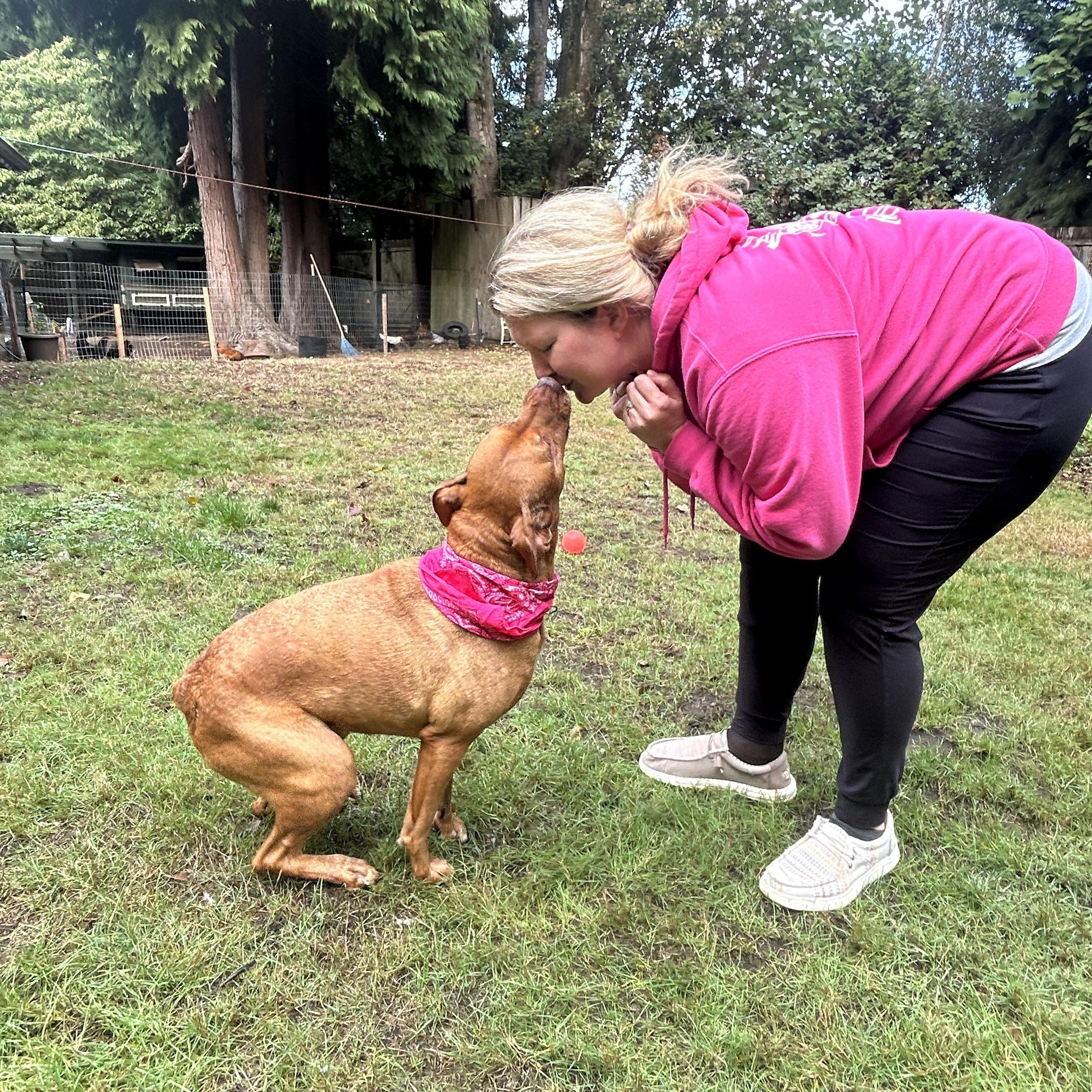 Marley, a Adoptable mixed breed in Lacey, WA image 5/6