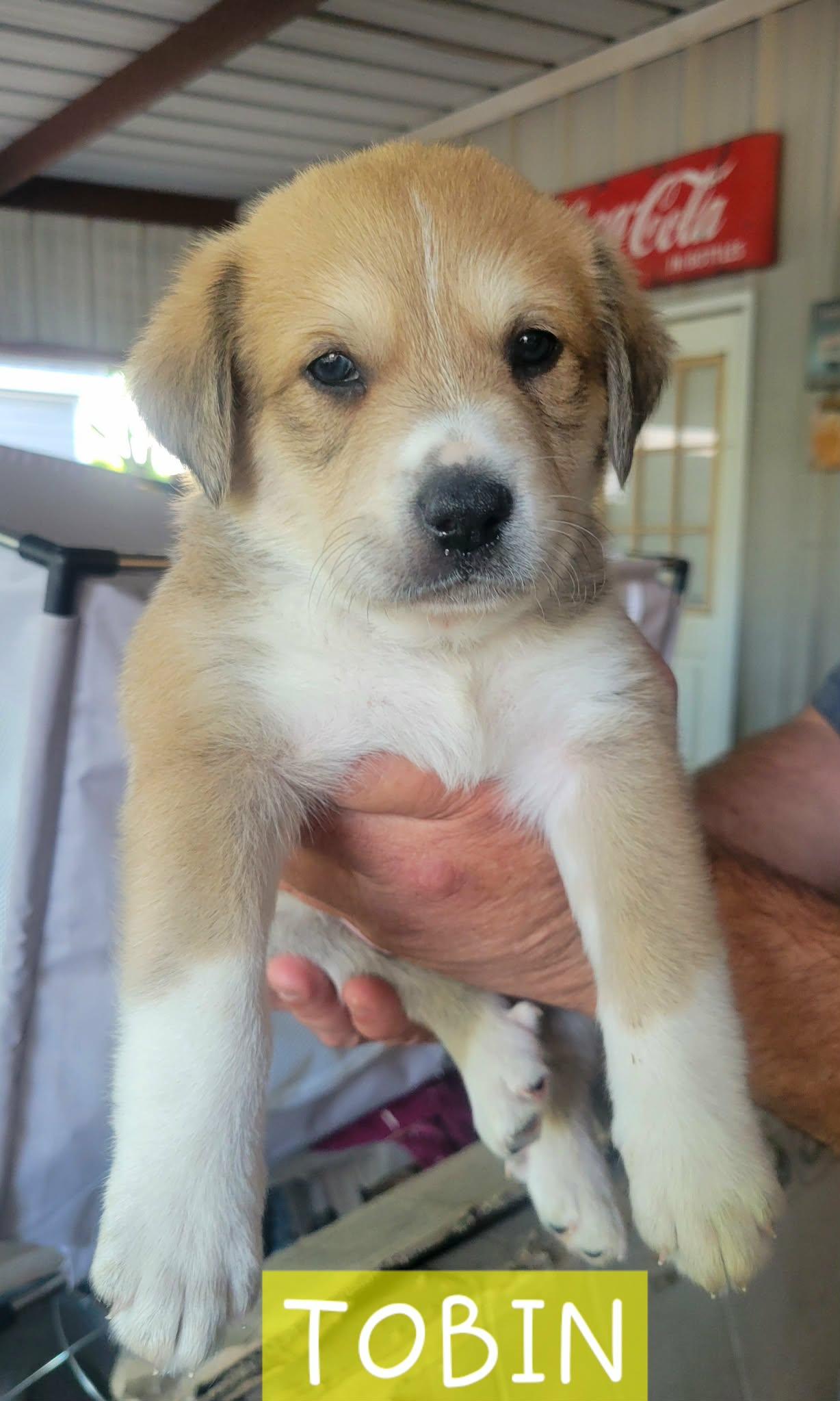 Puppies! Coming Soon!, an adopted mixed breed in Madison, WI image 5/5
