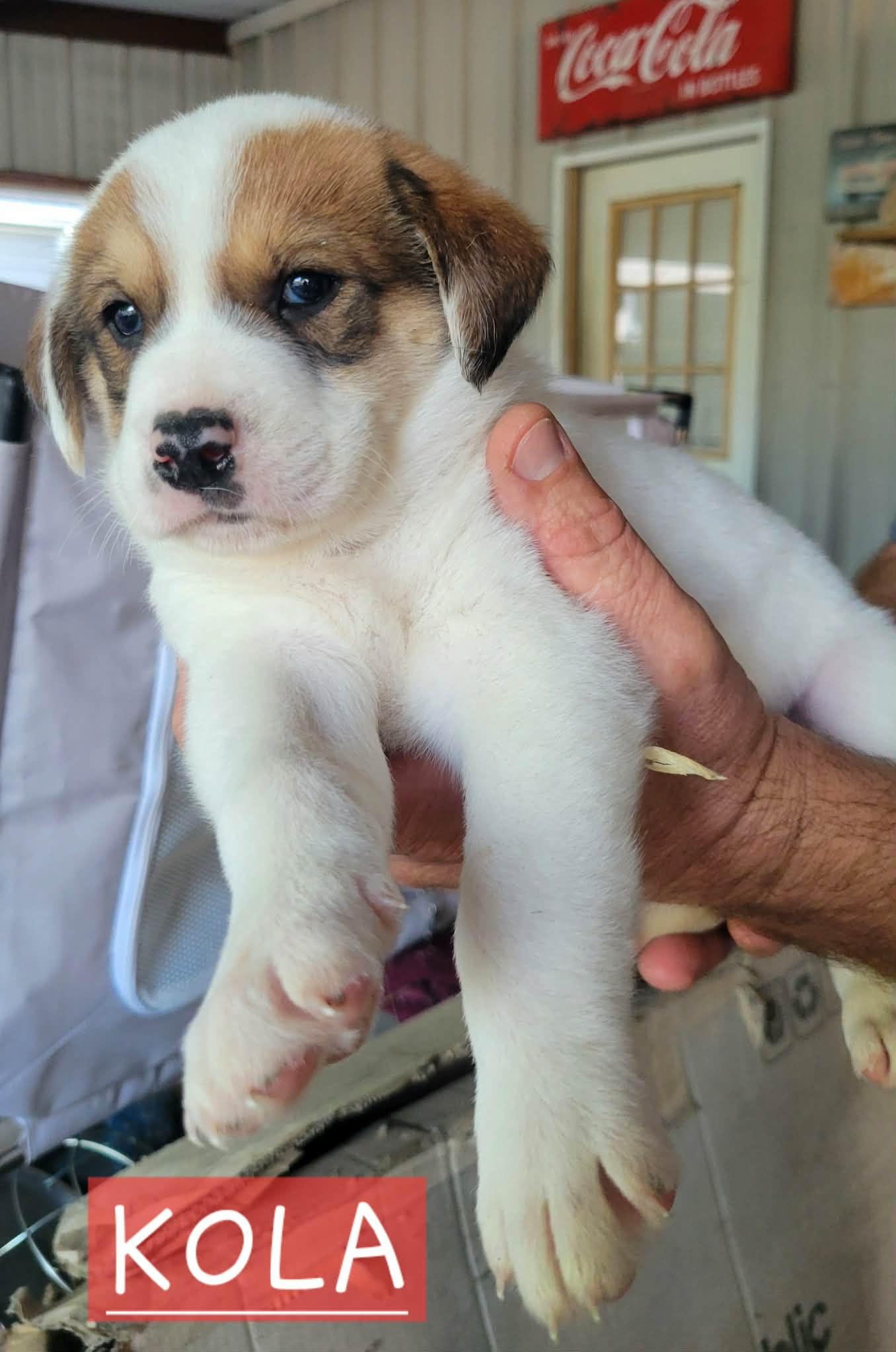 Puppies! Coming Soon!, an adopted mixed breed in Madison, WI image 4/5