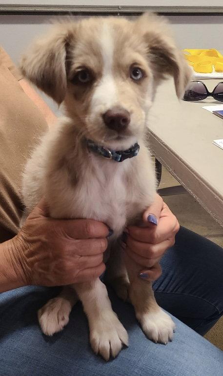 Enlarge Mikey - O/S on 9/24/26, a Adopted Australian Shepherd in Hillside, IL image 1/2