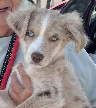 Enlarge Mikey - O/S on 9/24/26, a Adopted Australian Shepherd in Hillside, IL image 2/2