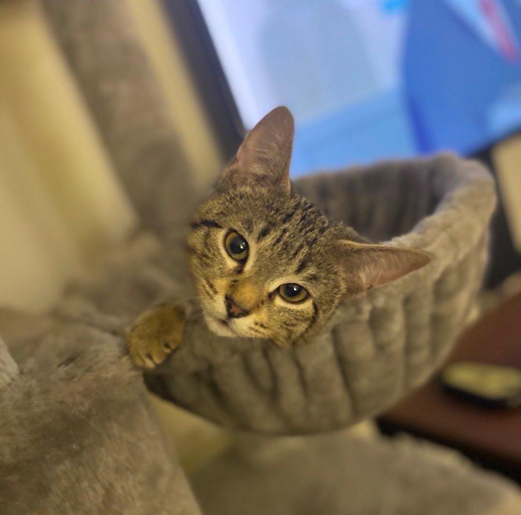 Enlarge Lady, an adopted Tabby in Seattle, WA image 1/4