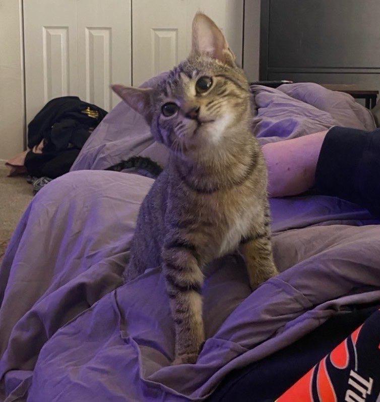 Enlarge Lady, an adopted Tabby in Seattle, WA image 3/4