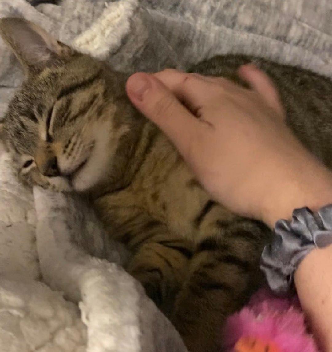 Enlarge Lady, an adopted Tabby in Seattle, WA image 2/4