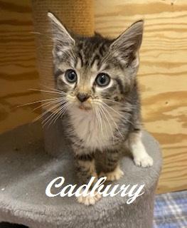 Enlarge Cadbury, an adopted Tabby in Whispering Pines, NC image 2/3