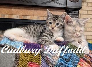 Enlarge Cadbury, an adopted Tabby in Whispering Pines, NC image 3/3