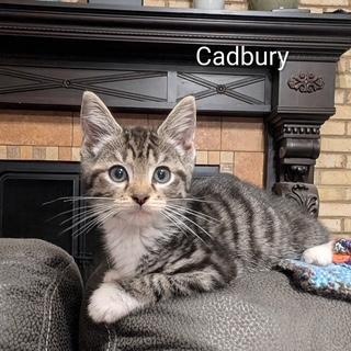 Cadbury, adopted, Kitten Male Tabby.