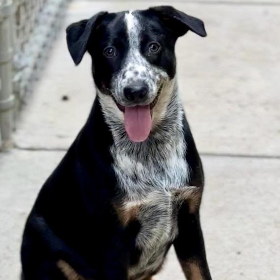 Marlee, a ADOPTABLE mixed breed in Toledo, OH image 1/3