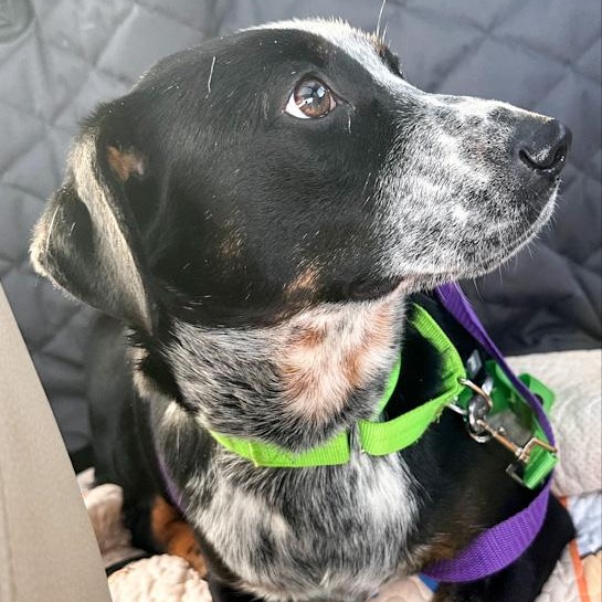 Enlarge Marlee, a ADOPTABLE mixed breed in Toledo, OH image 1/2