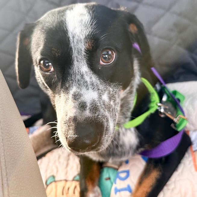 Enlarge Marlee, a ADOPTABLE mixed breed in Toledo, OH image 2/2