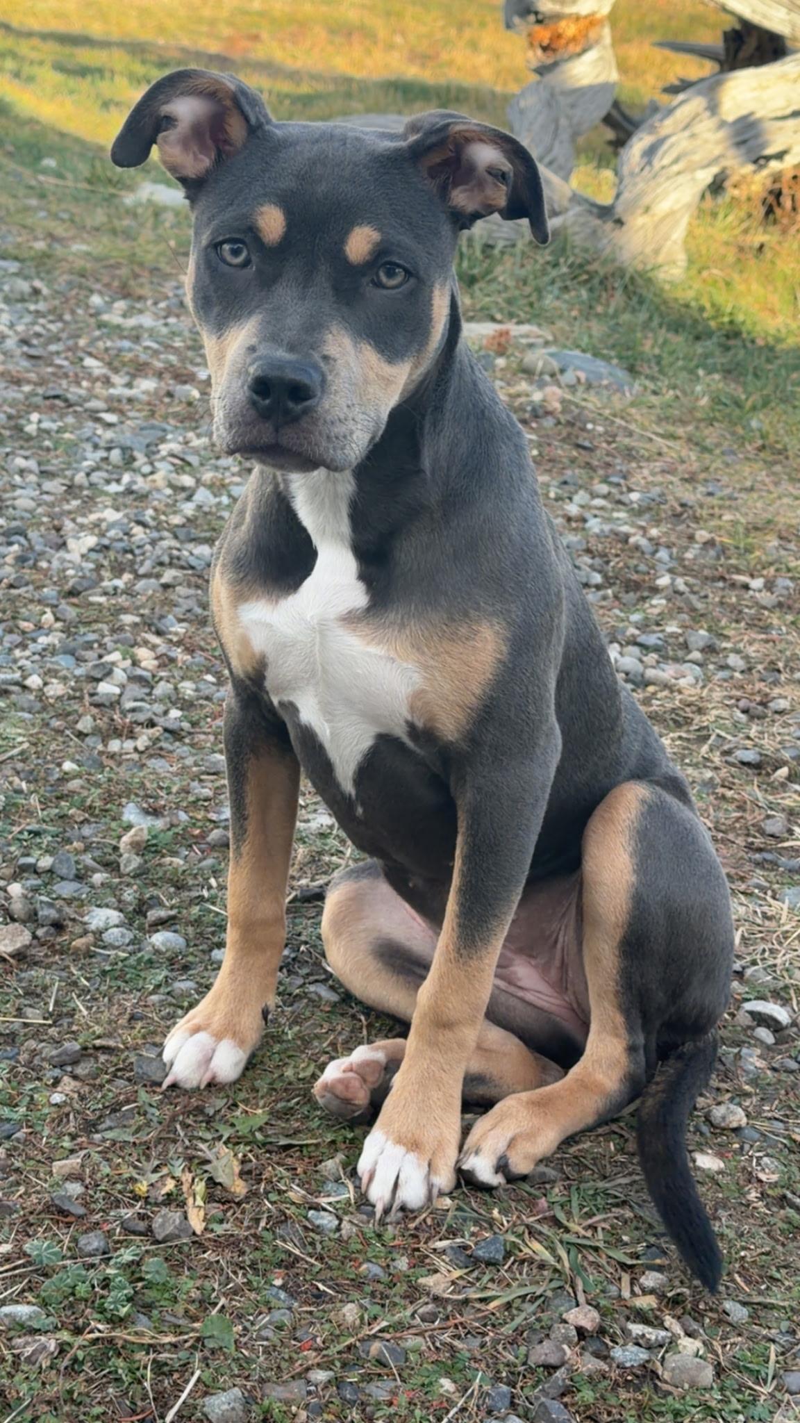 Annie - NOT at the Shelter - Contact Info. in Bio, ADOPTABLE, Young Female American Bully.