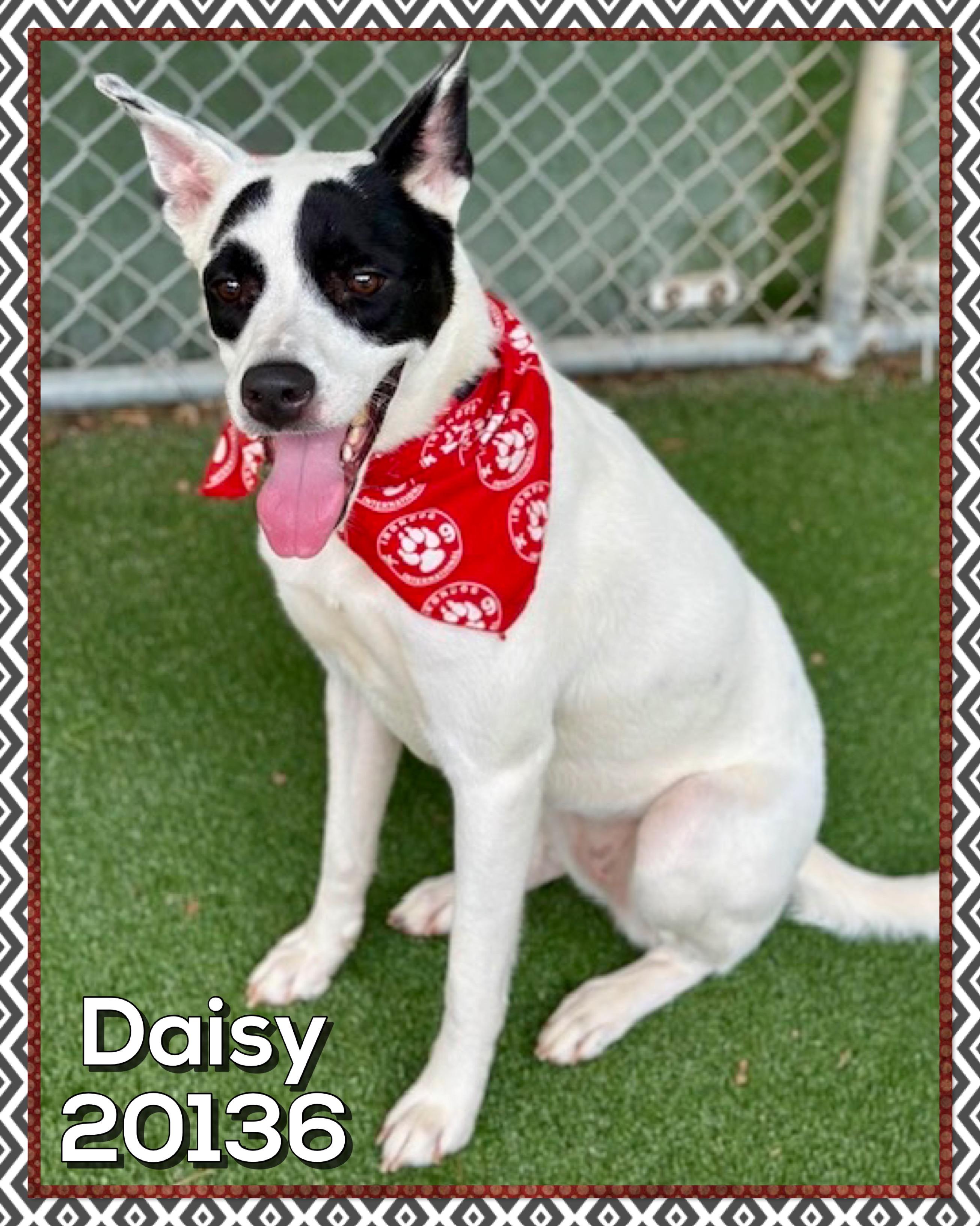 Enlarge DAISY, a ADOPTABLE mixed breed in Marietta, GA image 1/5