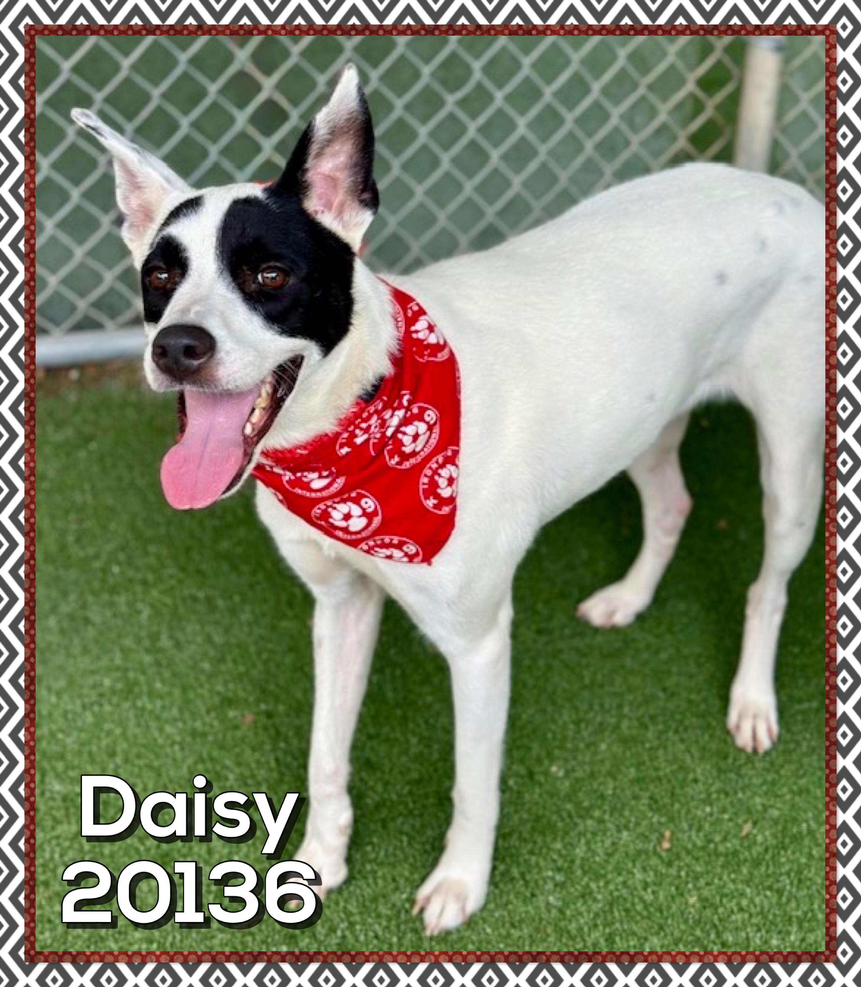 Enlarge DAISY, a ADOPTABLE mixed breed in Marietta, GA image 2/5