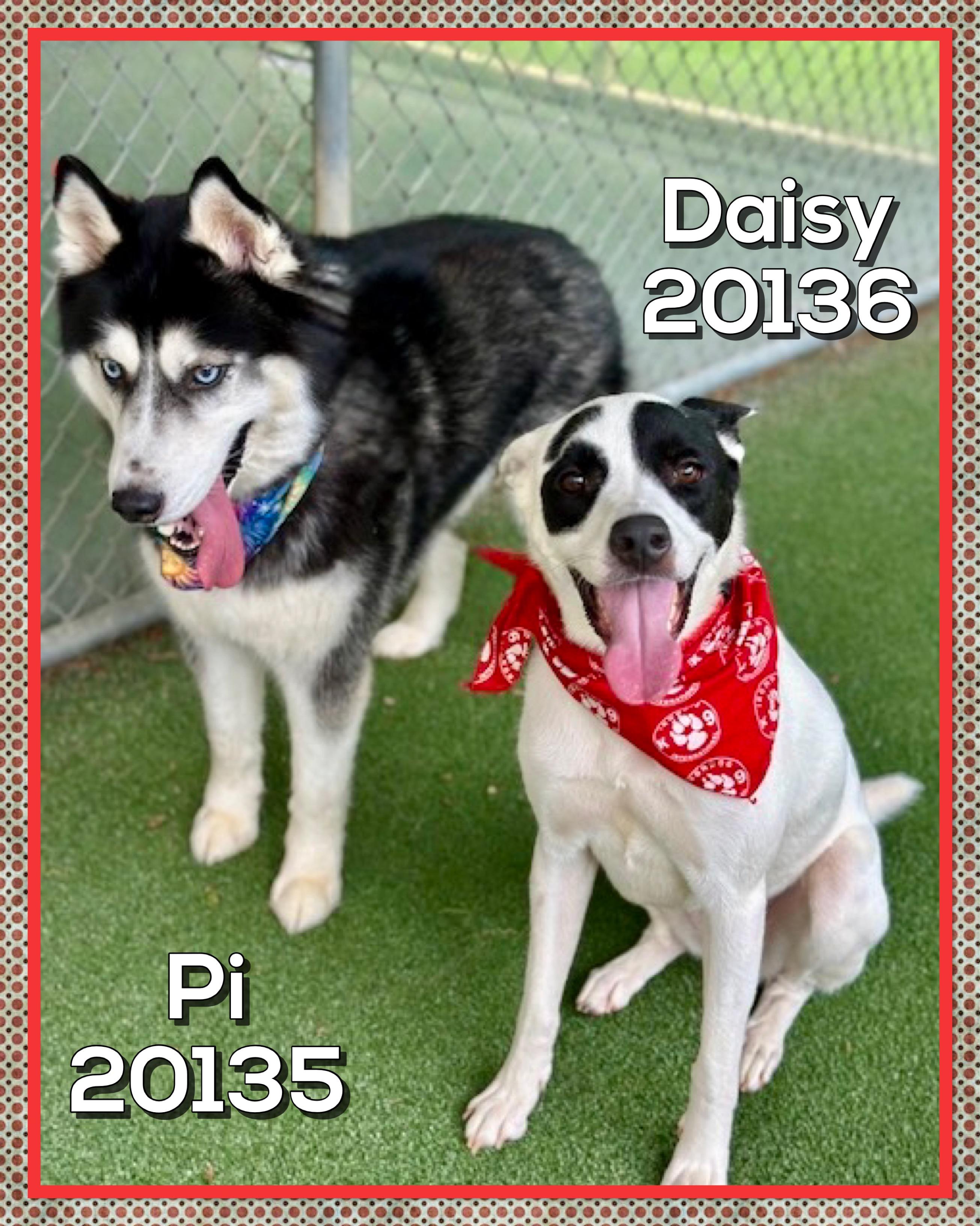 Enlarge DAISY, a ADOPTABLE mixed breed in Marietta, GA image 4/5