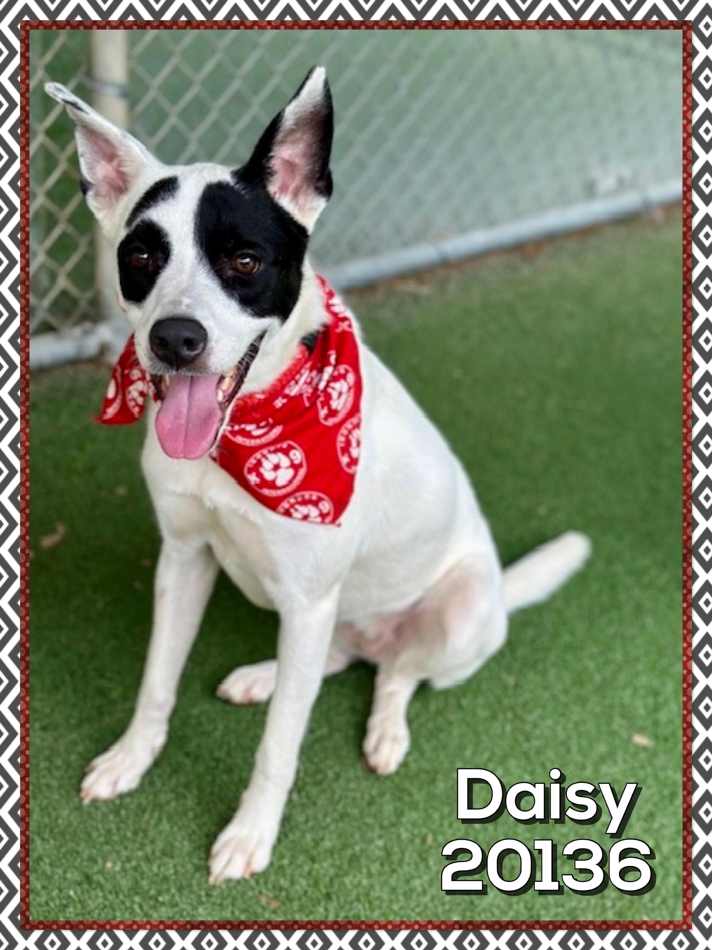 Enlarge DAISY, a ADOPTABLE mixed breed in Marietta, GA image 3/5