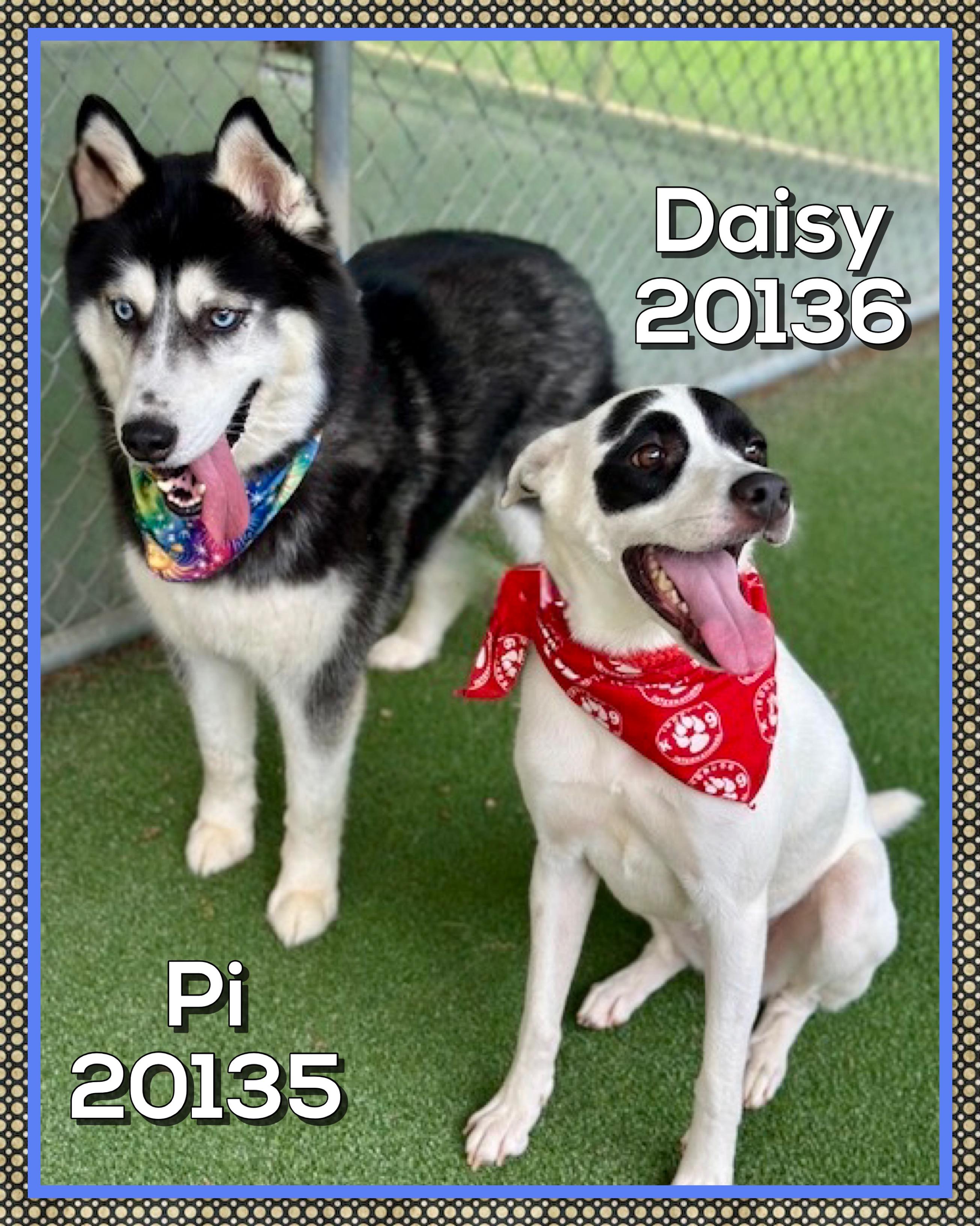 Enlarge DAISY, a ADOPTABLE mixed breed in Marietta, GA image 5/5
