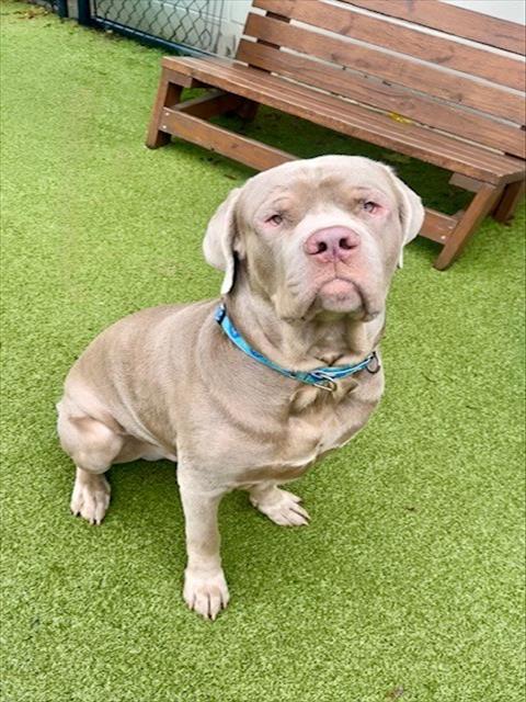 PETER, Adoptable, Young Male Mastiff & Mixed Breed.