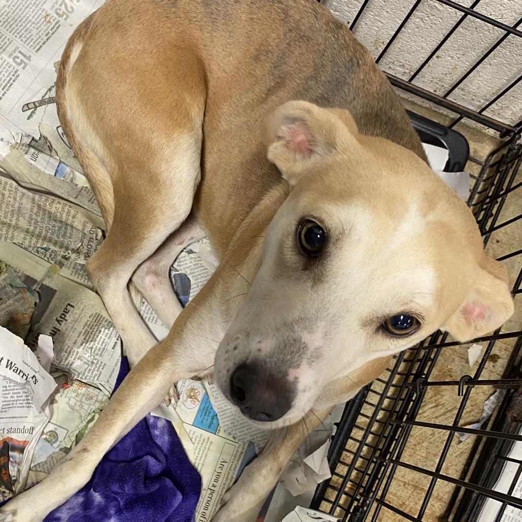 Poppi - 111902T-2, a Adoptable mixed breed in Tupelo, MS image 3/3