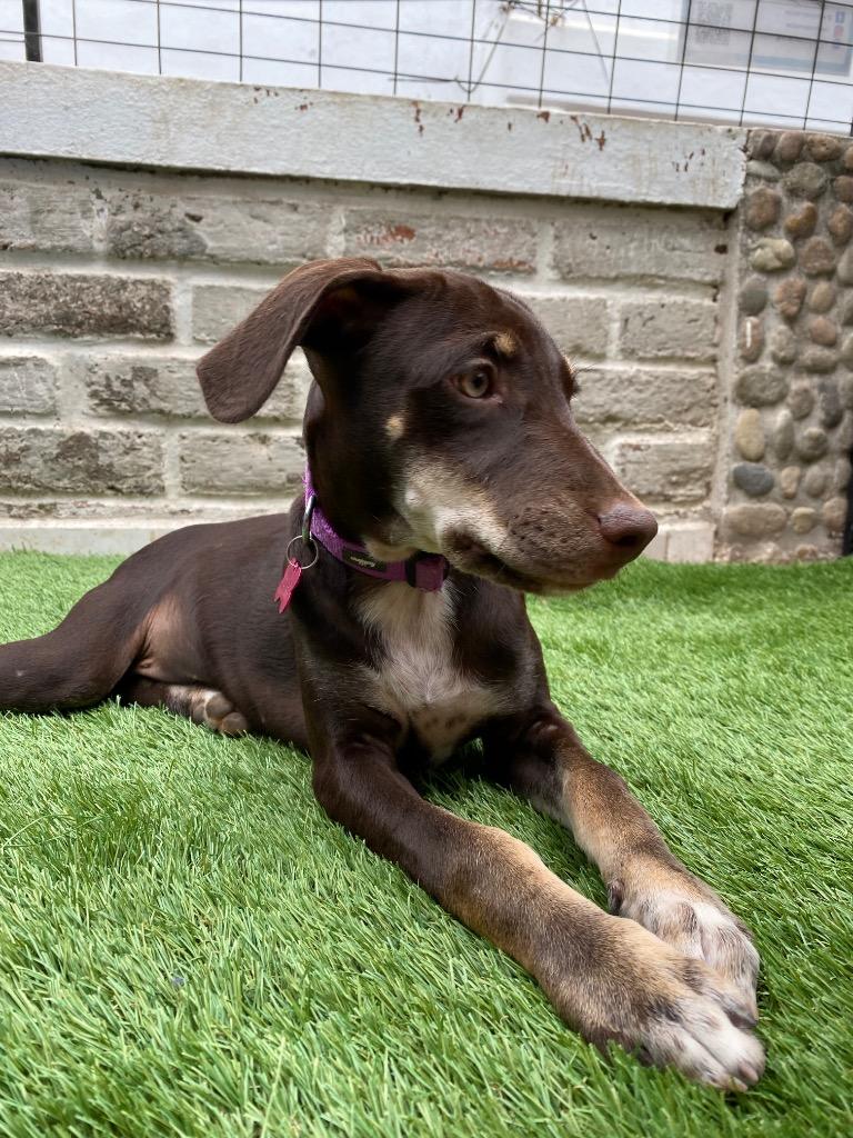 Mariola, Adoptable, Puppy Female Mixed Breed.