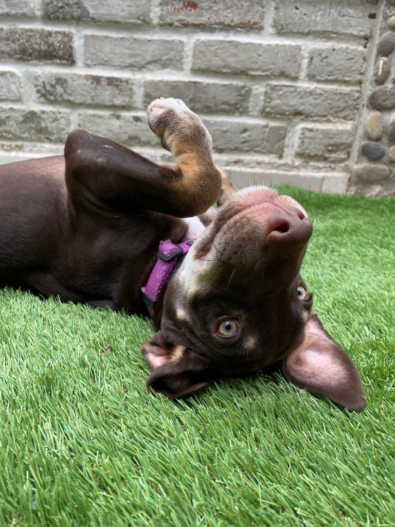 Enlarge Mariola, a Adoptable Mixed Breed in San Juan de Abajo, NAY image 2/5