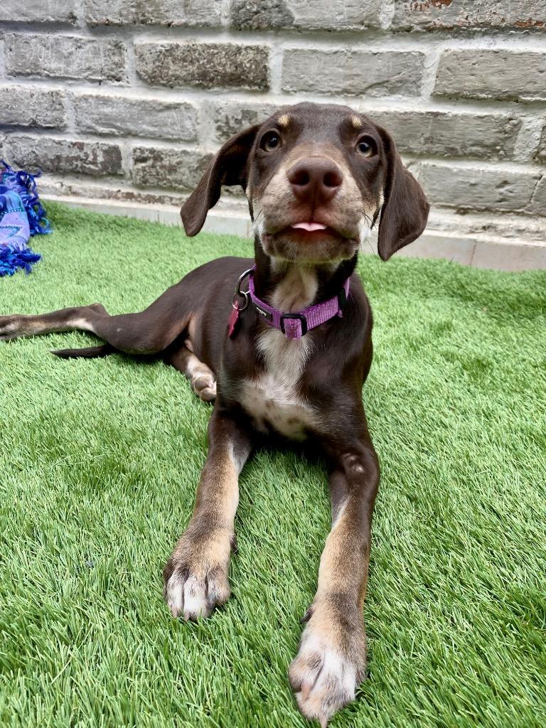Enlarge Mariola, a Adoptable Mixed Breed in San Juan de Abajo, NAY image 3/5