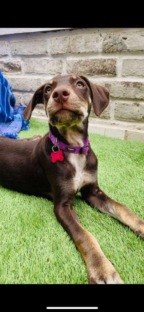 Enlarge Mariola, a Adoptable Mixed Breed in San Juan de Abajo, NAY image 4/5