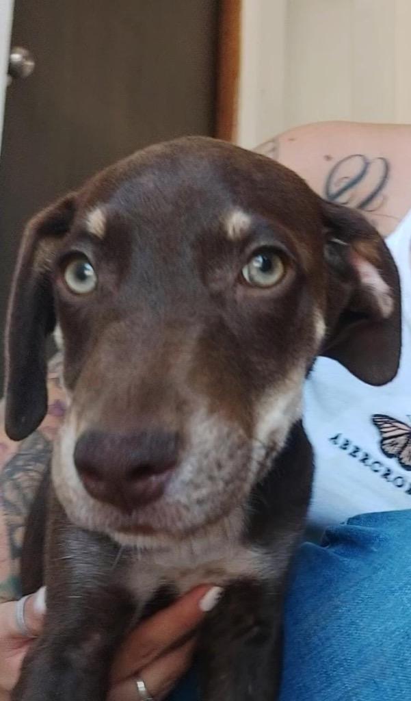 Enlarge Mariola, a Adoptable Mixed Breed in San Juan de Abajo, NAY image 5/5