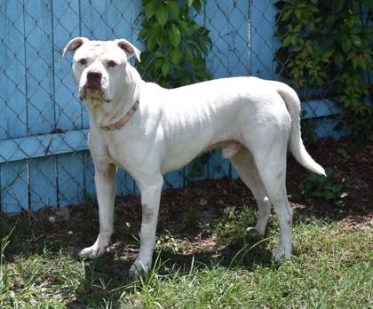 Hot Toddy, a ADOPTABLE mixed breed in Inverness, FL image 2/3