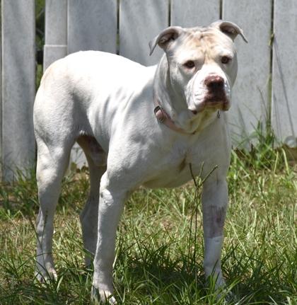 Hot Toddy, ADOPTABLE, Adult Male Bulldog & Dogo Argentino.