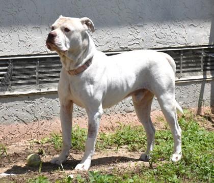 Hot Toddy, a ADOPTABLE mixed breed in Inverness, FL image 3/3
