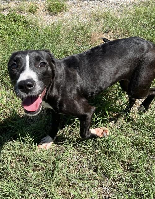 Enlarge PETRA, a Adoptable mixed breed in Augusta, GA image 1/1
