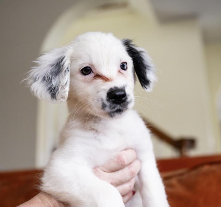 Enlarge Ainsley-"Has Multiple Applications", a Adoptable mixed breed in Plymouth, MN image 2/4